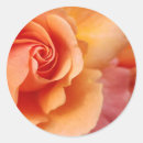 Search for peach blossom stickers Feminine