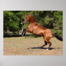 Search for horse breed posters Rearing