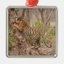Search for bengal cat ornaments Animal