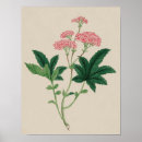Recherche de botanical flowers posters Floral