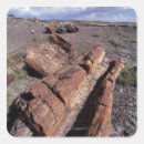 Search for petrified forest stickers National park