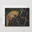 Search for lizard postcards Nature