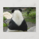 Search for panda lovers postcards Animal