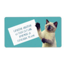 Recherche de minou bleu Chaton siamois