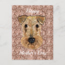 Search for airedale terrier dog cards Airedales