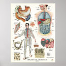 Recherche de estomac posters Anatomie