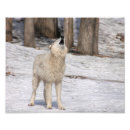 Recherche de wolfe photographie Nature