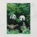 Search for togetherness postcards Fauna