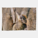 Recherche de éléphant cuisine linges Animal sauvage