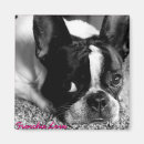 Recherche de bouledogue photographie Frenchie