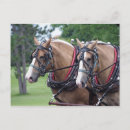 Recherche de cheval belge cartes postales Cheval de trait