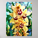 Search for orchid posters Yellow