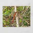 Search for red dragonfly postcards Animal