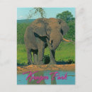 Recherche de kruger cartes postales Éléphant