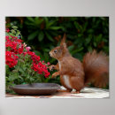 Recherche de écureuil rouge posters Mignon