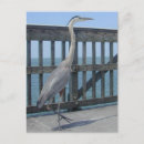 Recherche de oiseaux mer cartes postales Front de mer