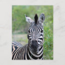 Recherche de jeune zèbre posters Animaux