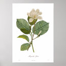 Search for magnolia posters Botany