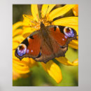 Recherche de insectes de art Faune