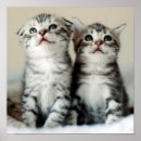 Search for baby bedroom posters Kitten
