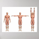 Recherche de humain posters Muscles