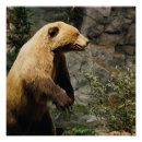 Search for bear hunter posters Wildlife