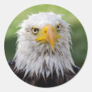 Search for american bald eagle stickers Wildlife