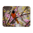 Search for wings rectangular magnets Nature