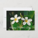 Search for frangipani cards Tropical