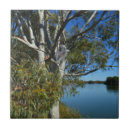 Search for sleeping tiles Koala