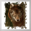 Search for arctic wolves posters Grey