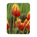 Recherche de tulipes de ressort magnets Jardin