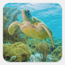 Search for underwater photography stickers Reef