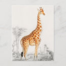 Recherche de peinture girafe cartes postales Nature