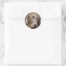 Search for chocolate lab puppy stickers Animal