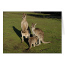Recherche de kangourou joey cartes postales Nature