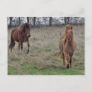 Recherche de islandais cartes postales Animaux