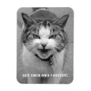 Recherche de chat fâché Chats