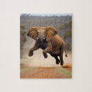Recherche de kangourou puzzles Animal