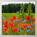Search for cornflower posters Green