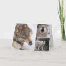 Search for wolves cards Wildlife