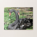 Recherche de cygnes puzzles Cygne noir