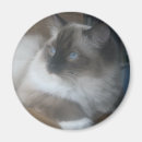 Search for gaze magnets Cat