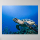 Search for swimming art Graceful
