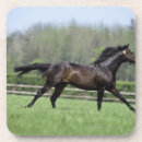 Search for thoroughbred horse coasters Fence