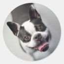 Search for bulldog stickers Smiling