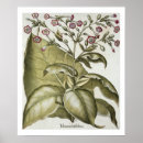 Search for tobacco leaf Botanical