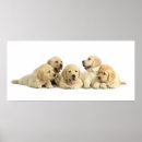 Search for piles posters Dog