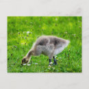 Recherche de adorable cartes postales Bébé
