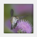 Search for ruby throated magnets Flight